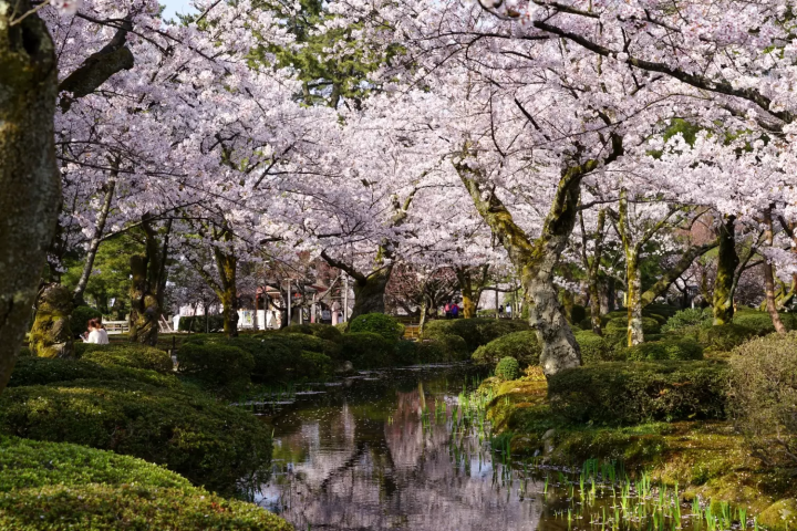 Kenrokuen Cherry Blossoms