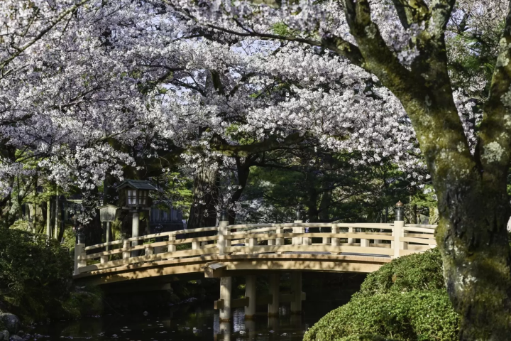 Kenrokuen Cherry Blossoms