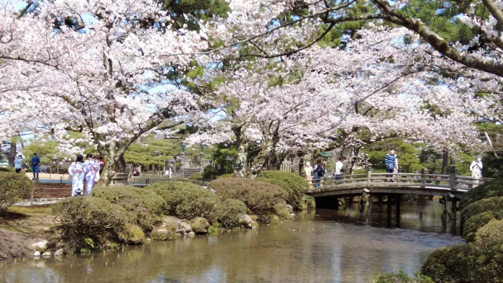 Hanami Bridge