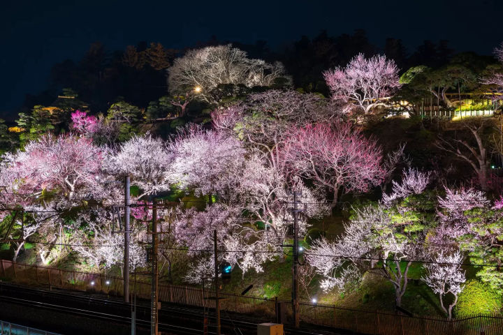 偕楽園 水戸の梅まつり