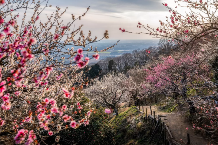 筑波山梅林