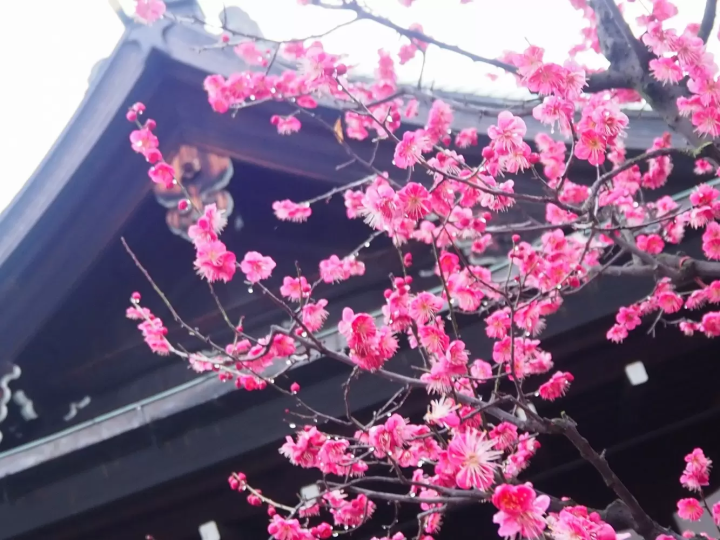 てんま天神梅まつり