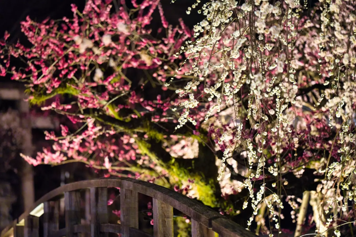 北野天満宮 梅花祭