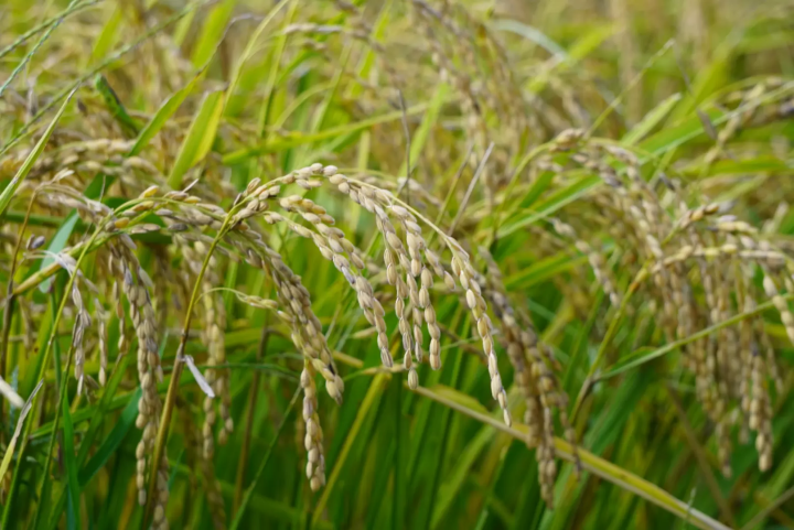 สาเกชื่อดังที่ซ่อนอยู่ของจังหวัดมิเอะ ``ชินโตไม่มีการสวดมนต์'' |. สุราที่ทำจากน้ำใต้ดินจากแม่น้ำอีซูซุ