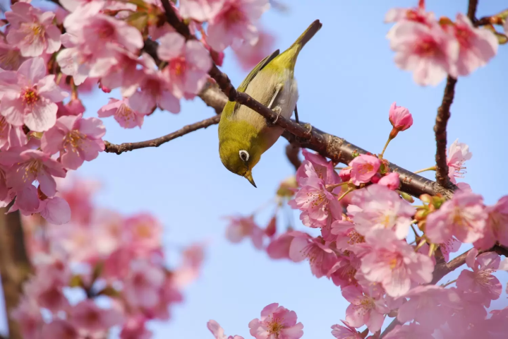 淀水路的河津櫻2