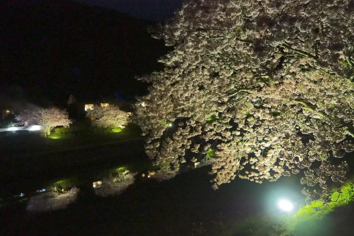 下賀茂温泉の桜