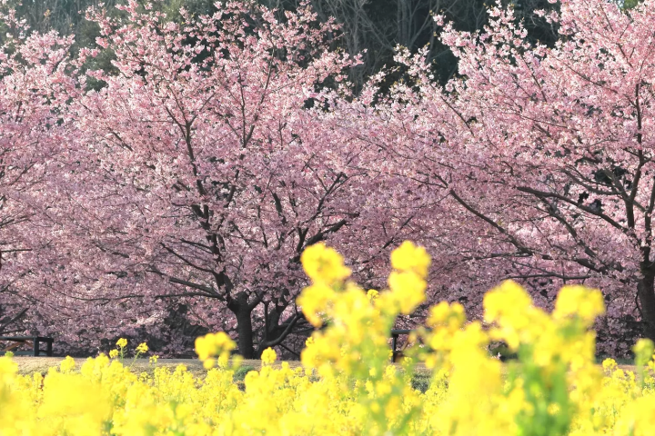 東大山の桜