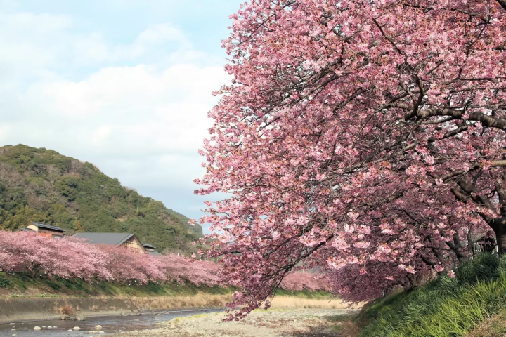 河津川沿桜並木の桜