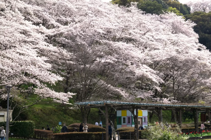 蓮華寺池公園　桜