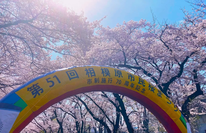 相模原　桜　祭り