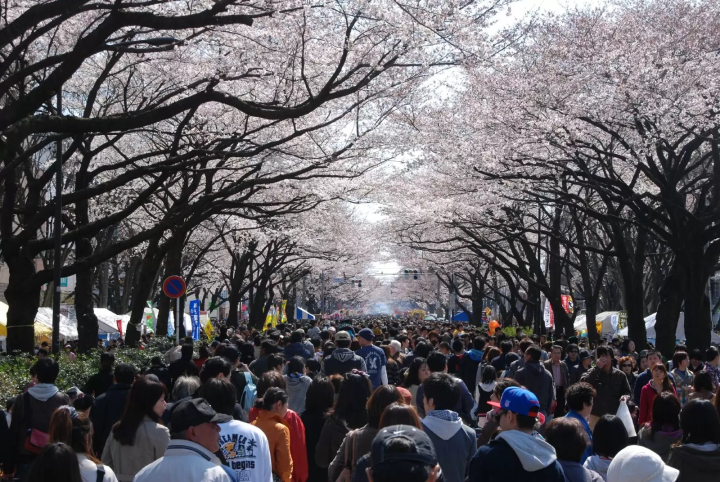 相模原　桜　祭り