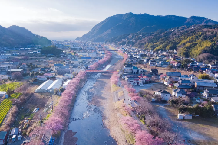 河津川沿いの桜
