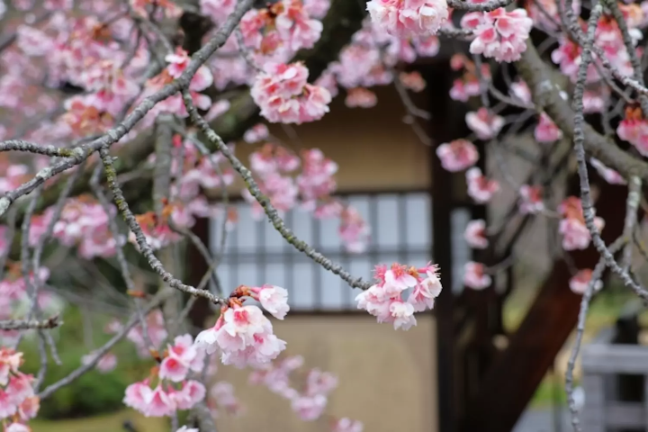 修善寺寒桜
