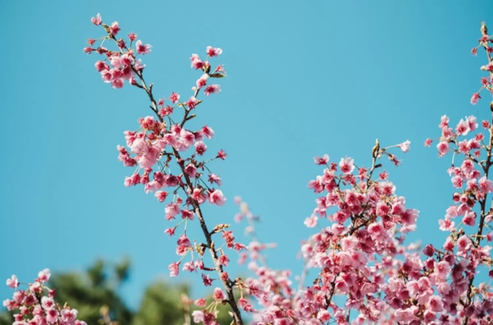 土肥桜