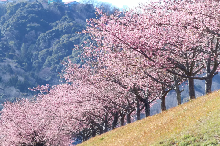 狩野川堤防の桜
