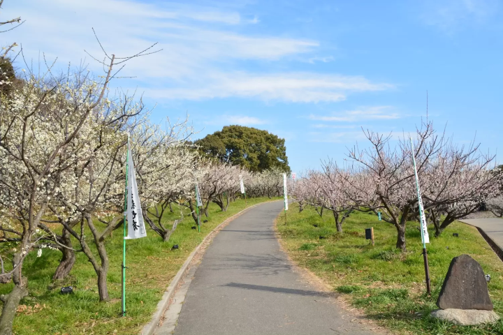 佐布里池梅まつり　見どころ