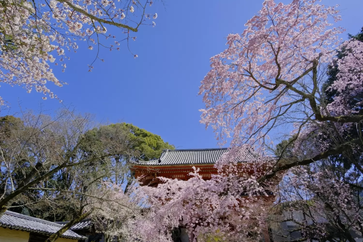 Best Time to View Cherry Blossoms at Daigoji