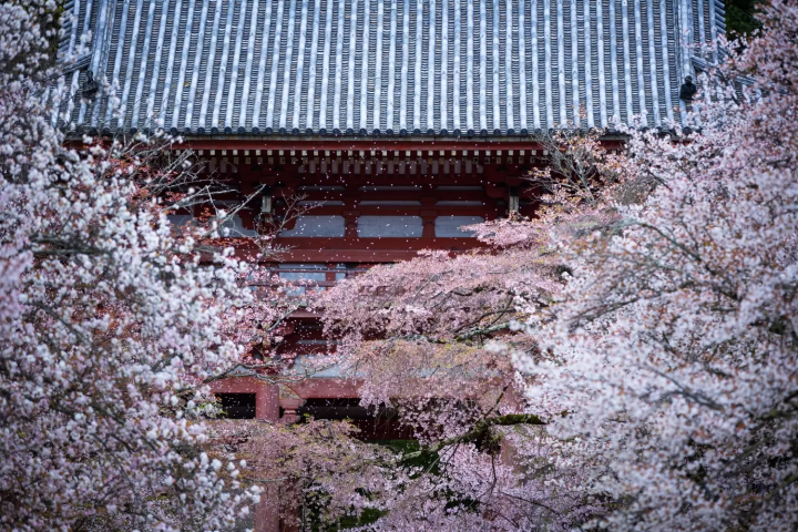 Spots to Enjoy Cherry Blossoms at Daigo-ji