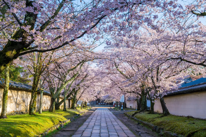 Daigo-ji Cherry Blossom Tunnel