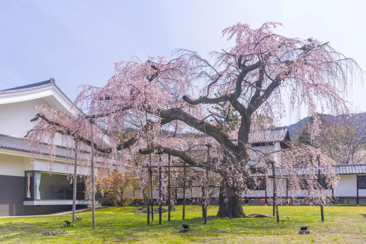 Weeping Cherry Tree at Reihokan
