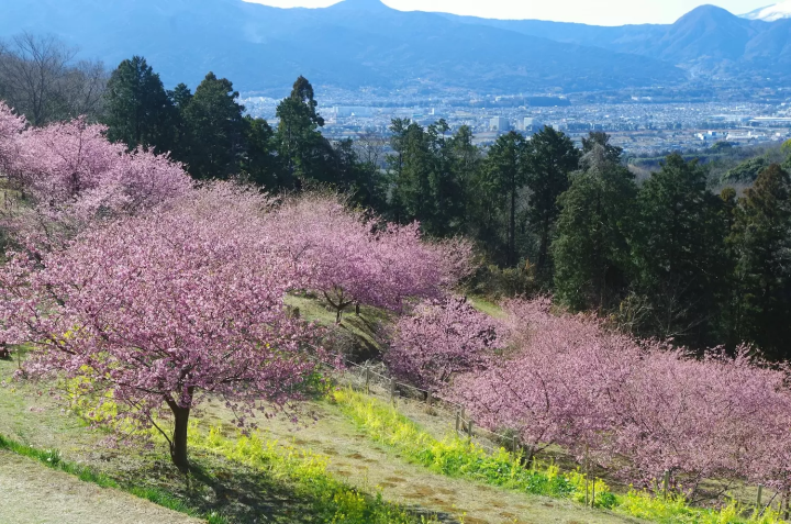 おおいゆめの里