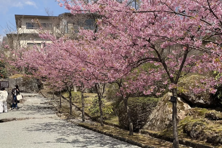 箱根強羅公園　桜