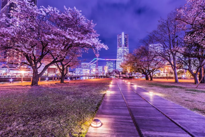 港未來 櫻花街的夜櫻