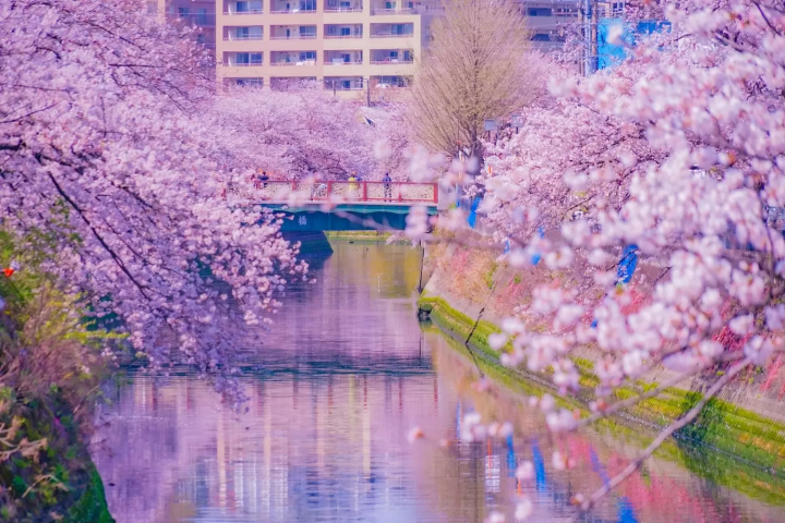 大岡川散步道 櫻花