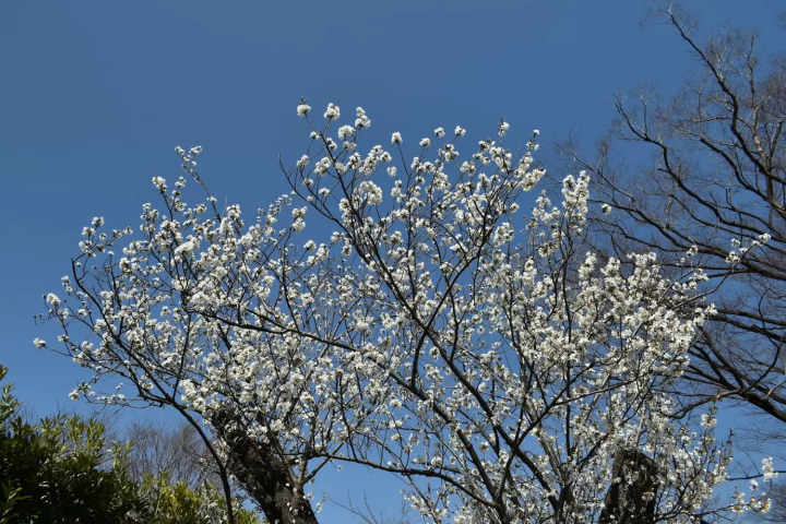 野毛山公園 櫻花