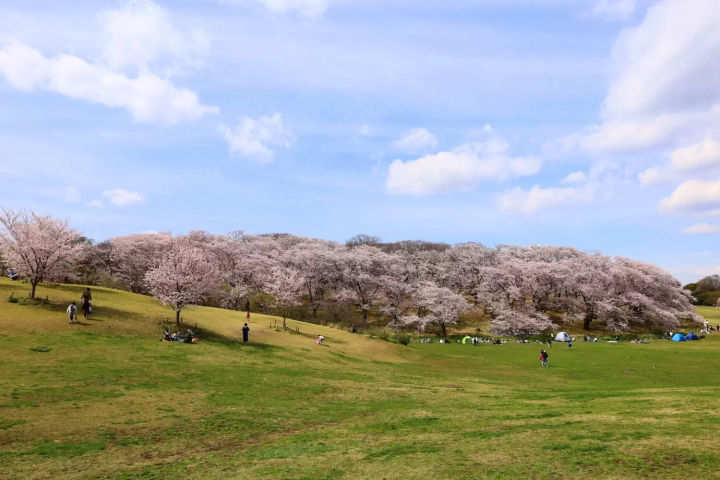 根岸森林公園 櫻花