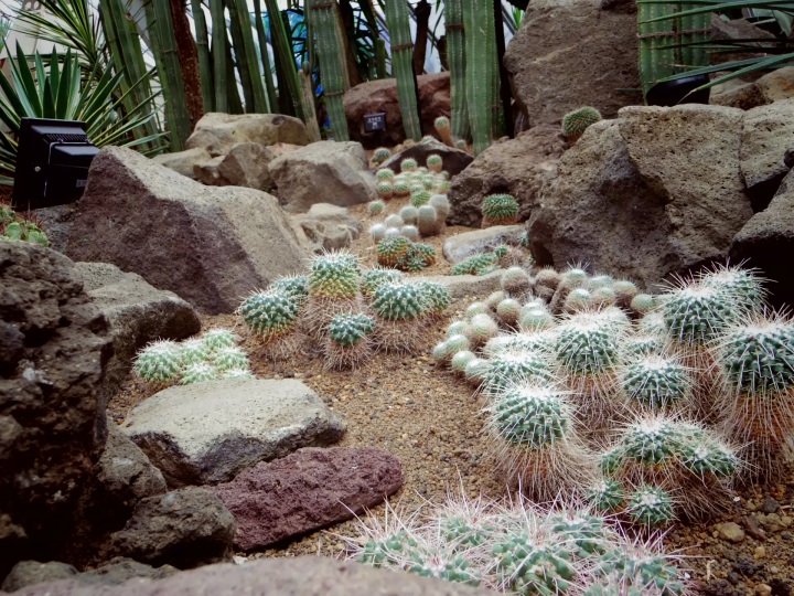 【靜岡】伊豆景點推薦,外型有如抹茶布丁的大室山,動畫電影「你的名字」場景參考原型