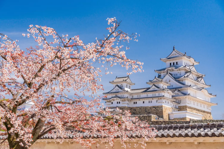 姫路城　桜