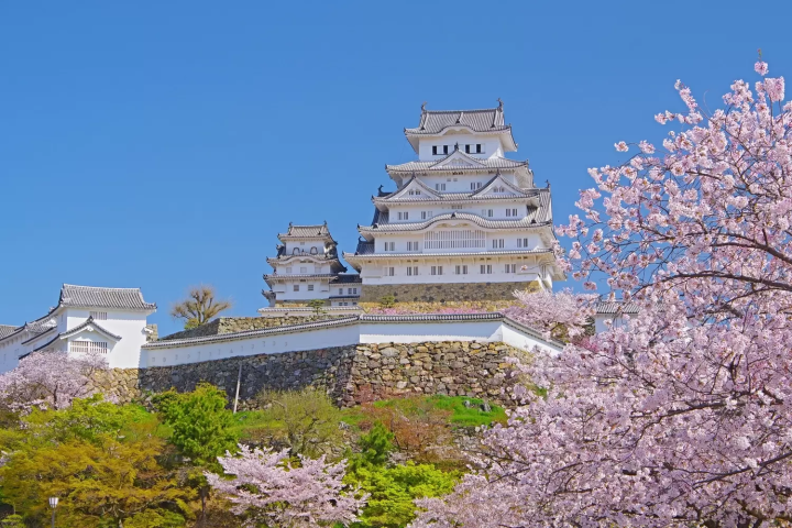 姫路城　桜
