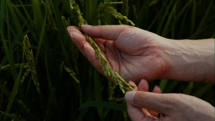 静岡で作る日本酒の酒米 