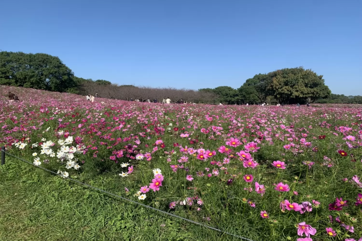 海の中道海浜公園