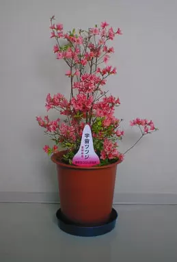 จากโลกสู่อวกาศ ~ สวนสาธารณะสึสึจิกาโอกะ ~