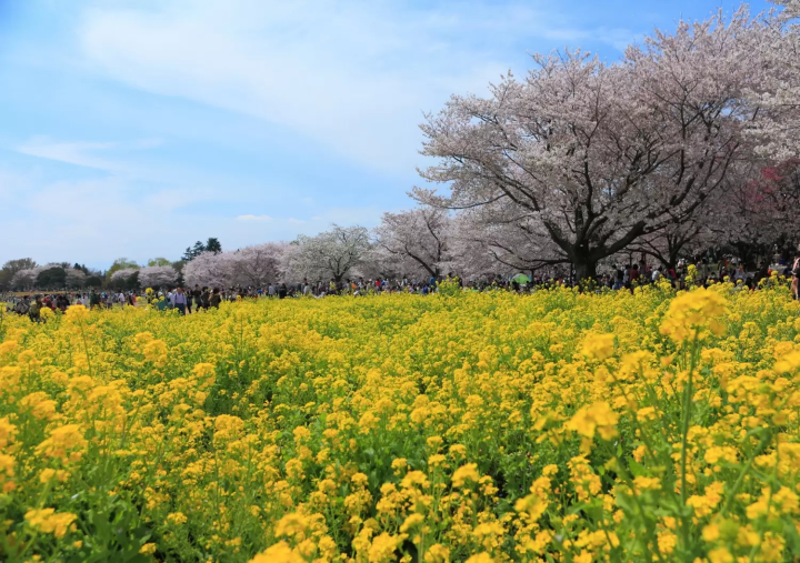 Showa Kinen Park Cherry Blossoms
