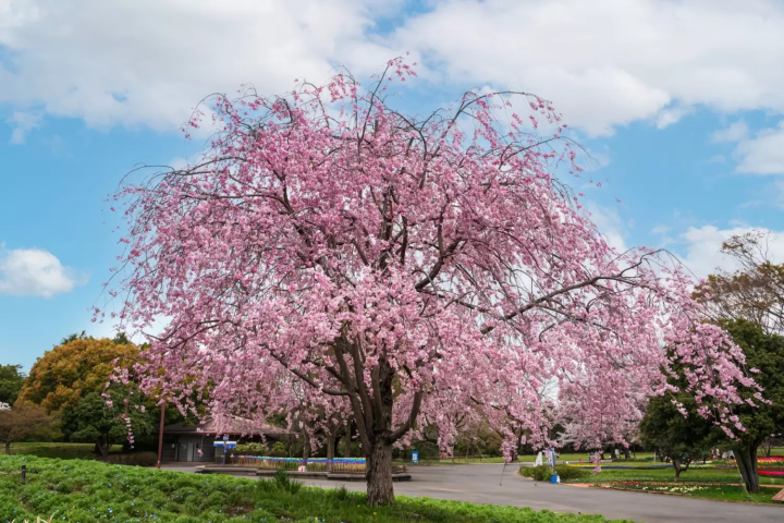 Showa Kinen Park Cherry Blossoms