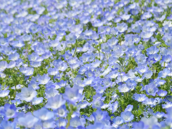 nemophila