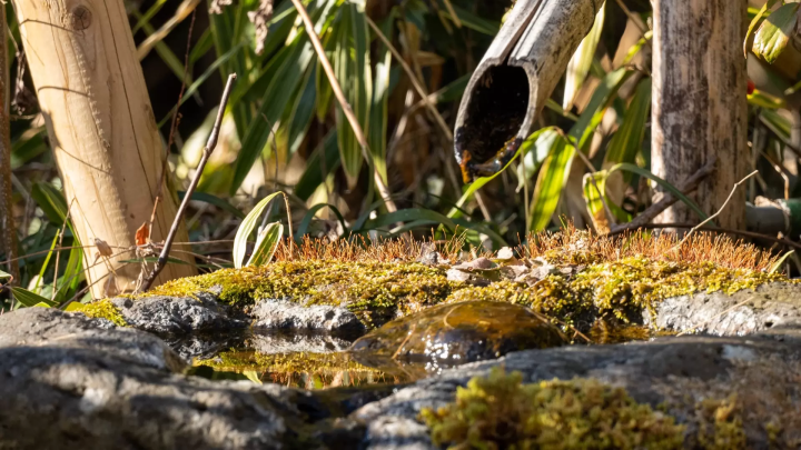 秩父宮記念公園