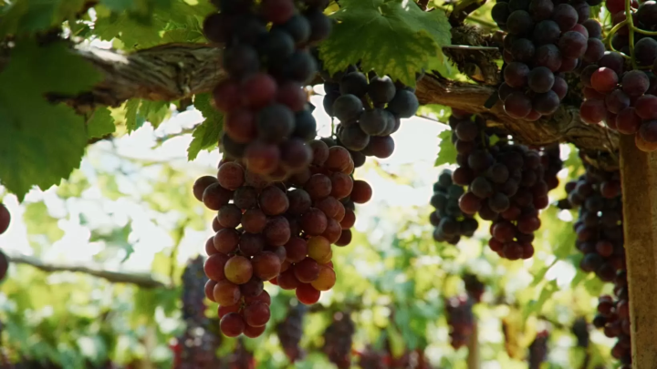 Pione grapes from Otsuka Vineyard in Shizuoka City 