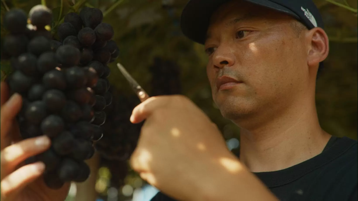 The grapes carefully grown by Mr. Otsuka, the owner of "Otsuka Vineyard", have many fans not only in Shizuoka Prefecture but also outside the prefecture. 