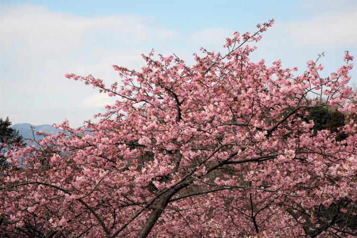 【2025年】神奈川の桜の名所10選！人気の桜並木や穴場お花見スポットを紹介