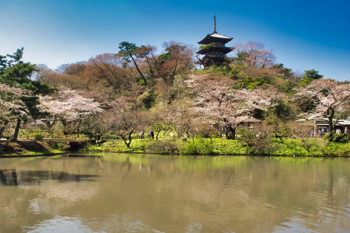 【2025年】神奈川の桜の名所10選！人気の桜並木や穴場お花見スポットを紹介