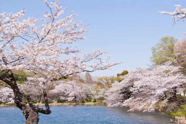  県立三ツ池公園（横浜市・鶴見区）