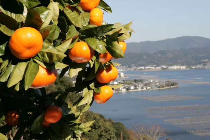 静岡 浜松 三ケ日みかん