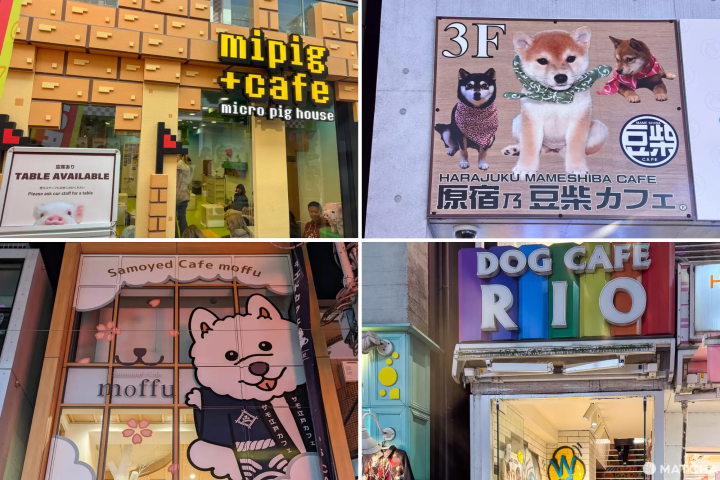 原宿竹下通有許多動物咖啡廳