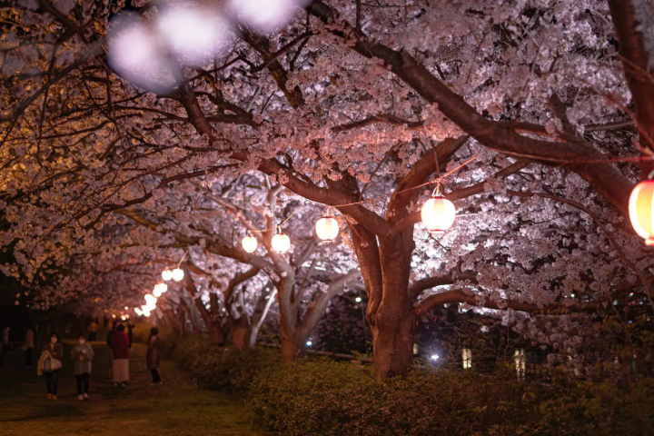 夜桜
