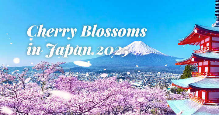 Cherry Blossoms in Japan 2025 - Japan Travel Guide MATCHA