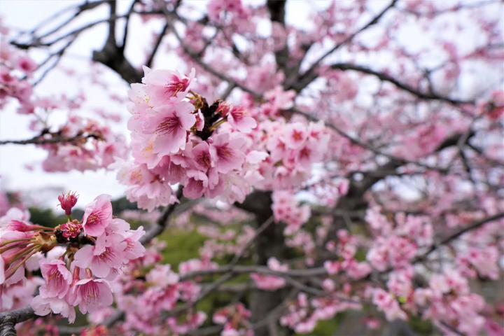 鶴岡八幡宮の桜